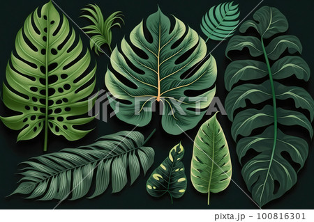 Tropical monstera leaf pattern on dark background  100816301