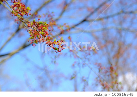 若葉　芽吹きのころ 100816949