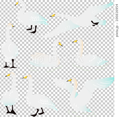 大天鵝矢量插圖集 100816954