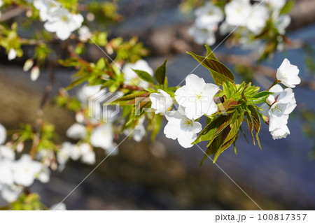 オオシマザクラ 100817357