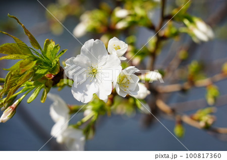 オオシマザクラ 100817360