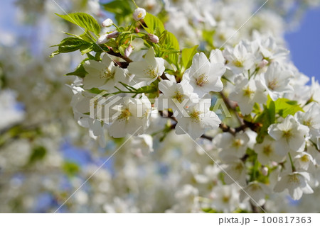 オオシマザクラ 100817363