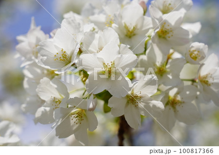 オオシマザクラ 100817366