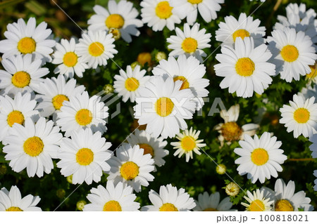 ヒナギク 100818021