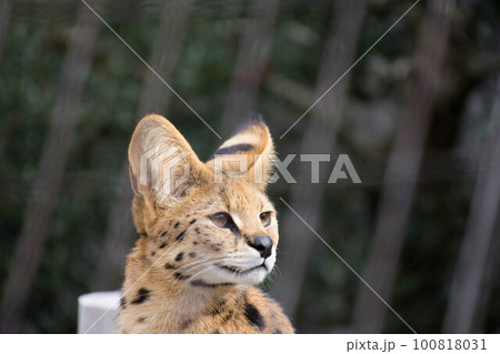 サーバル 100818031