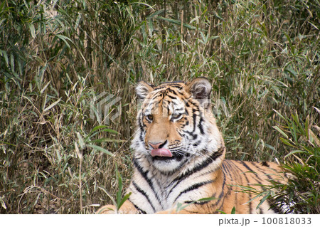 草むらの子とら 100818033