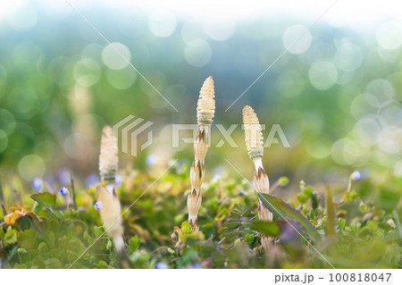 つくし つくし 100818047