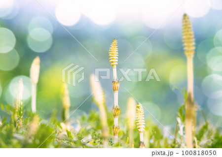 つくし つくし 100818050