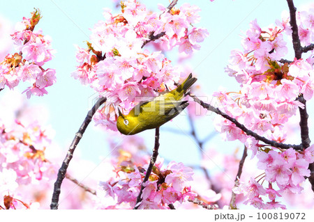 メジロと河津桜 100819072
