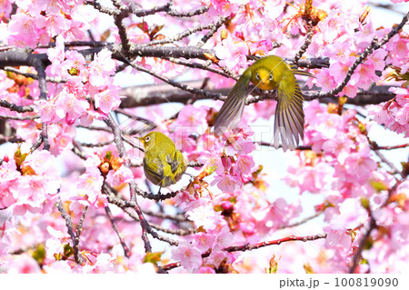 メジロと河津桜 100819090