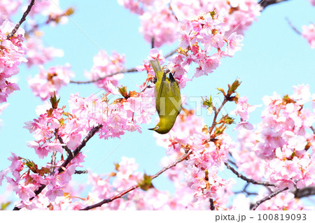 メジロと河津桜 100819093
