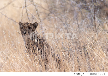 Cheetah hiding in the bushes 100819254