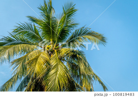 Coconut on the tree looking from under the tree. Coconut on the tree looking from under the tree. 100819483