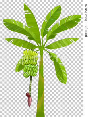 Banana tree illustration 100819670