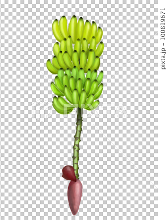 Illustration of harvested banana fruit Illustration of harvested banana fruit 100819671