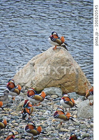 鳥取県日野町の日野川に飛来してくるオシドリ 100820545