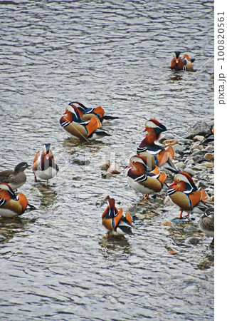 鳥取県日野町の日野川に飛来してくるオシドリ 100820561