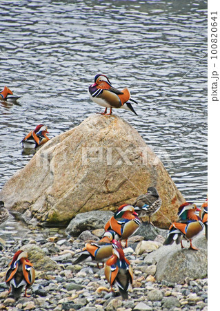 鳥取県日野町の日野川に飛来してくるオシドリ 100820641