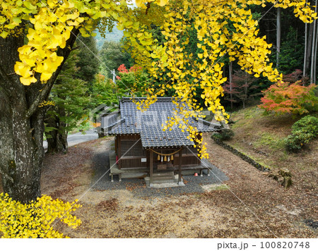 愛媛県八幡浜市 大元神社の紅葉 愛媛県八幡浜市 大元神社の紅葉 100820748