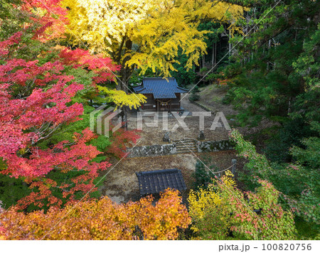愛媛県八幡浜市　大元神社の紅葉 100820756