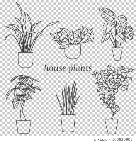 6種類の観葉植物 6種類の観葉植物 100820905