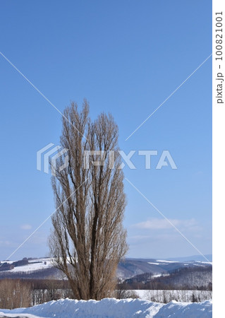雪の中のケンとメリーの木　北海道 100821001