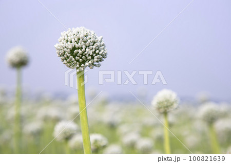 Beautiful White Onion Flower with Blurry  Blue Sky Background Natural view. Selective Focus 100821639
