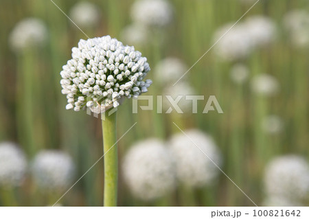 Beautiful White Onion Flower with Blurry Background. Selective Focus 100821642