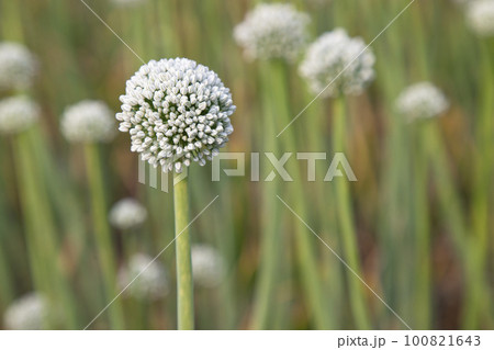 Beautiful White Onion Flower with Blurry Background. Selective Focus 100821643
