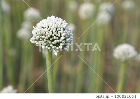 Beautiful White Onion Flower with Blurry Background. Selective Focus 100821651