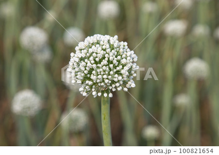 Beautiful White Onion Flower with Blurry Background. Selective Focus 100821654