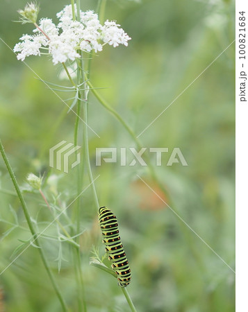 キアゲハの幼虫 100821684