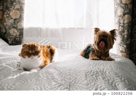 Red-haired Scottish fold cat and yorkshire terrier lying together on the bed Red-haired Scottish fold cat and yorkshire terrier lying together on the bed 100822206