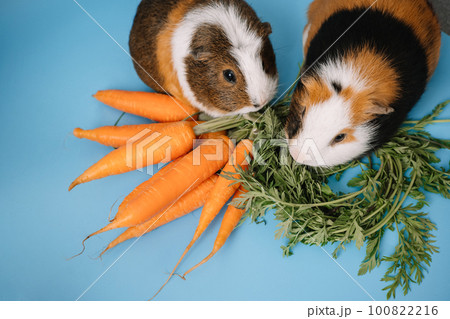 Can guinea pigs eat purple clearance carrots