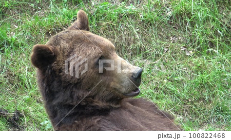 European brown bear eating grass in forest 100822468