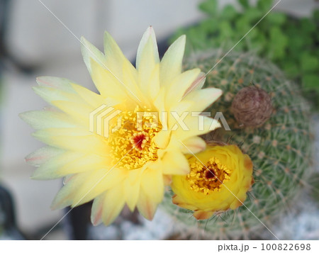 サボテンの黄色い花 100822698