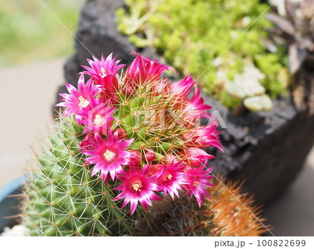 サボテンの赤い花 100822699
