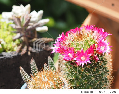 ピンクの花が咲いたサボテン 100822700