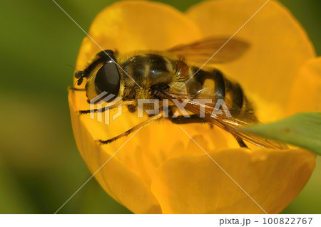Closeup on a Deadhead hoverfly, Myathropdea florea, sitting on a yellow buttercup flower Closeup on a Deadhead hoverfly, Myathropdea florea, sitting on a yellow buttercup flower 100822767