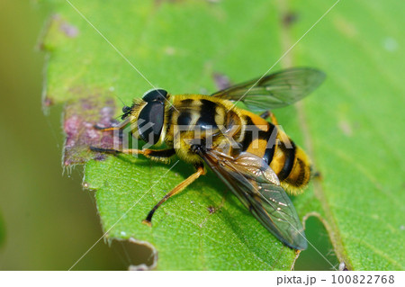 Closeup on a Deadhead hoverfly, Myathropdea florea, sitting on a green leaf Closeup on a Deadhead hoverfly, Myathropdea florea, sitting on a green leaf 100822768