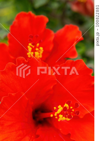 Large bright red hibiscus flowers on a bush 100822881