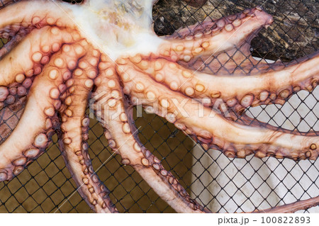 Octopus dries on a net 100822893