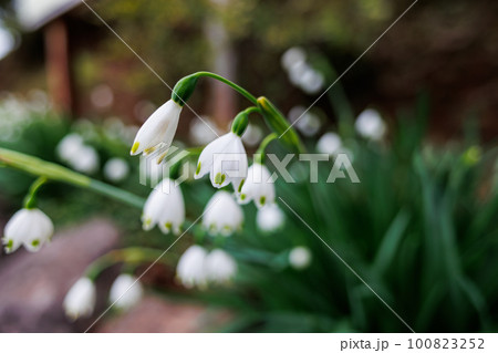 スノーフレーク 100823252