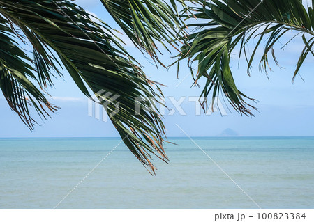 Palm leaves against seascape. Palm leaves against seascape. 100823384