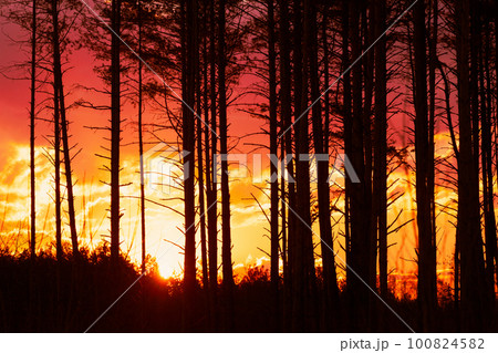 Sunset Sunrise In Pine Forest. Close View Of Dark Black Spruce Trunks Silhouettes In Natural Sunlight Of Bright Colorful Dramatic Sky. Sunshine In Sunny Coniferous Forest. Sun Rays Shine Through Wood 100824582