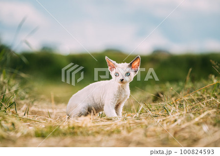 Sweet Devon Rex Cat Funny Curious Young White Devon Rex Kitten In Grass. Short-haired Cat Of English Breed. Very Small Lovely Pets Lovely Cats 100824593
