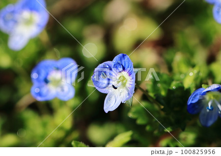 オオイヌノフグリ（イタズラ）❶ 100825956