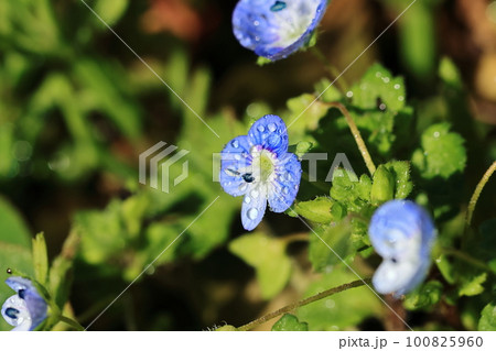オオイヌノフグリ(イタズラ)❺ オオイヌノフグリ(イタズラ)❺ 100825960