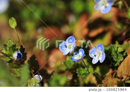 オオイヌノフグリ（イタズラ）❽ 100825964