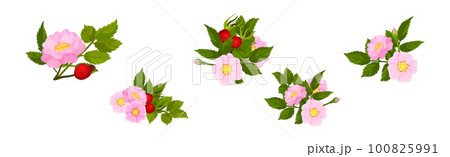 Tender Pink Flowers of Rosa Canina or Dog Rose Plant with Mature Red Rose Hips Vector Set 100825991